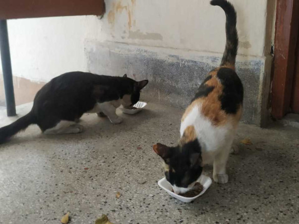 Help Our Furry Friends - IIM Calcutta
