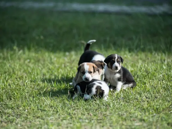 Help Our Furry Friends - IIM Calcutta