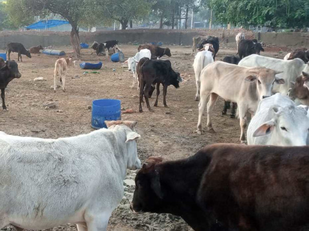 Donate Food/Medications for 400+  Injured sick Cows/Mahadev Nandi