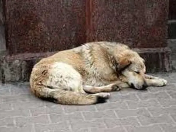 Help Stray animals