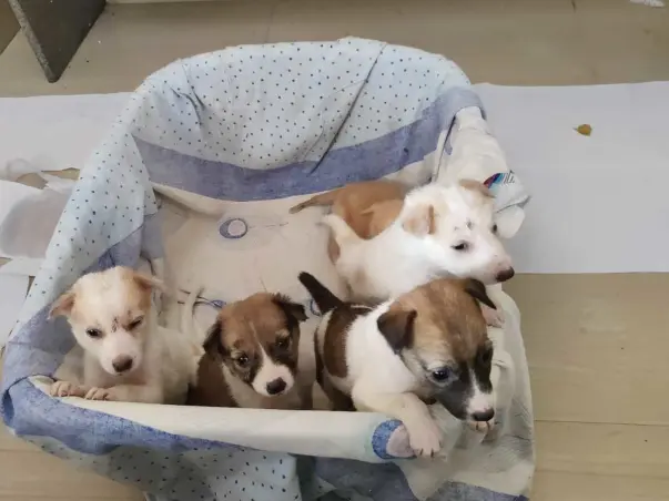 Save Hulimavu pups