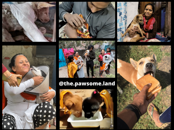 Help us create a better shelter for stray animals!