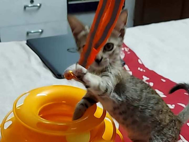Help Nora (Kitten) To Recover From Effusive FIP