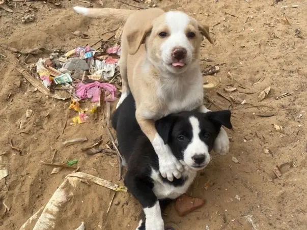 Help Stray Dogs in Delhi