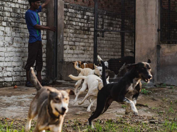 Urgent fundraiser for Street Dogs Rescue Program in Gurgaon