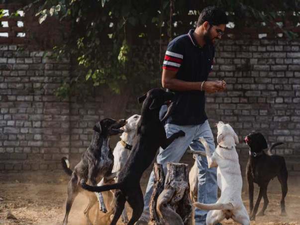 Urgent fundraiser for Street Dogs Rescue Program in Gurgaon