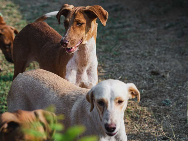 Urgent fundraiser for Street Dogs Rescue Program in Gurgaon