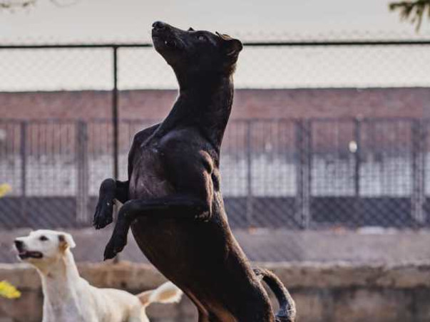 Urgent fundraiser for Street Dogs Rescue Program in Gurgaon