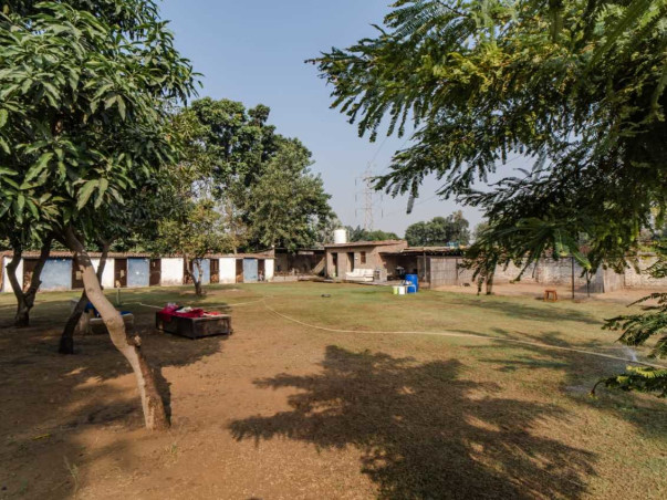 Urgent fundraiser for Street Dogs Rescue Program in Gurgaon