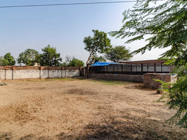 Urgent fundraiser for Street Dogs Rescue Program in Gurgaon