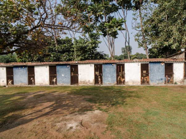 Urgent fundraiser for Street Dogs Rescue Program in Gurgaon