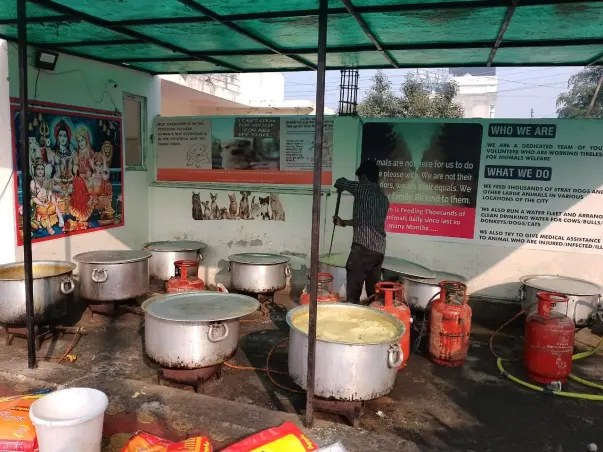 Help Vidit feed Thousands Stray dogs &  Hundreds cows everyday	