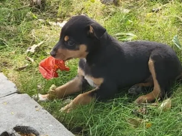 Feeding the Strays in Society...