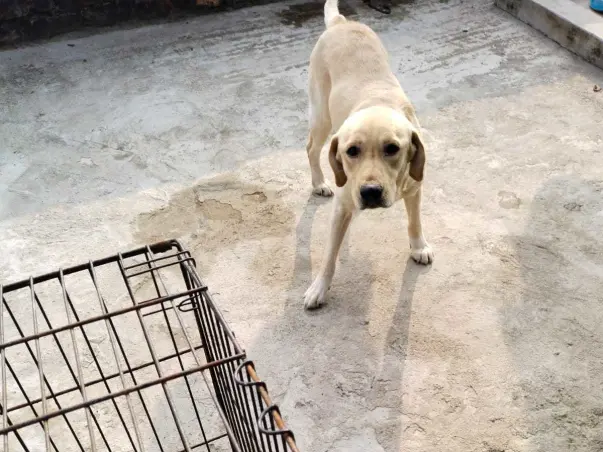 Help Ghoton continue his boarding and training at K9 institute, Delhi.