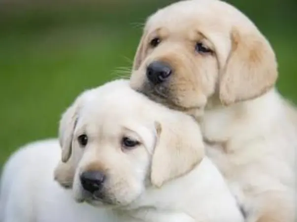 Help me to bring two new members in my family.