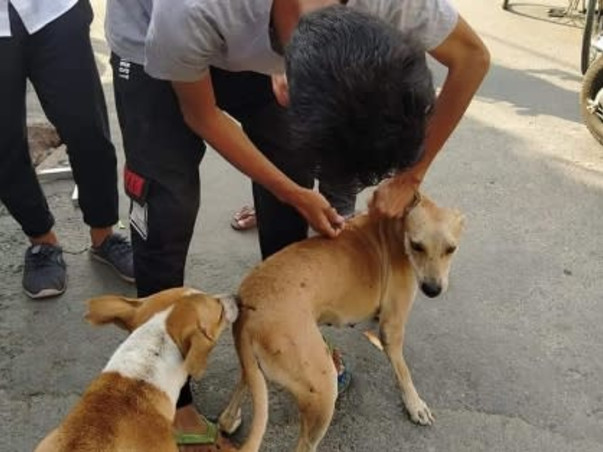 Help the Strays aniamals get vaccinated