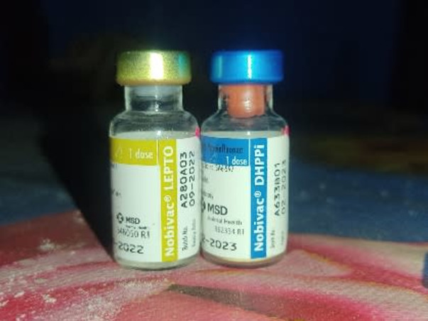 Help the Strays aniamals get vaccinated