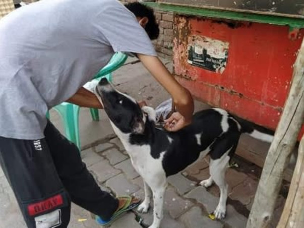 Help the Strays aniamals get vaccinated