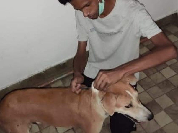 Help the Strays aniamals get vaccinated