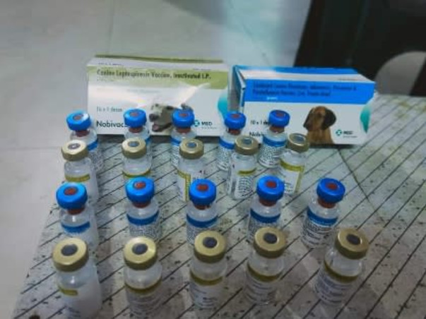 Help the Strays aniamals get vaccinated