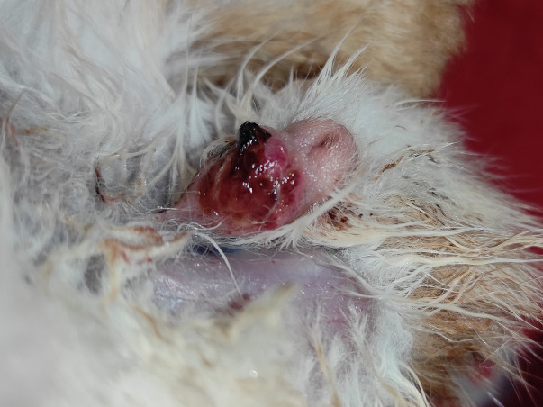 Help Kutu To Win Her Life Battle
