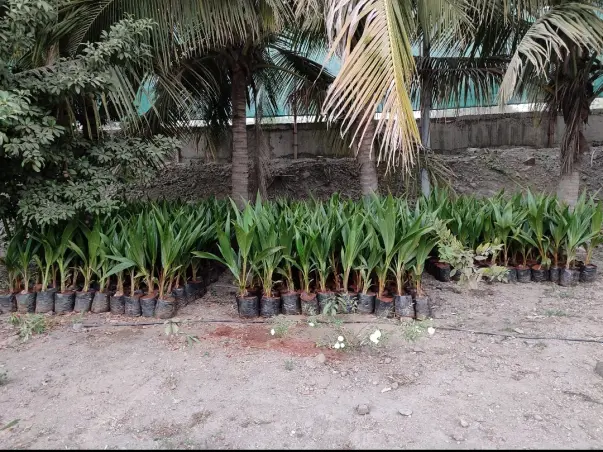 Let's Plant Mango trees