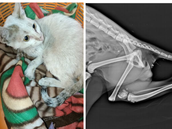 Help Champ Walk Again - Animal Cruelty