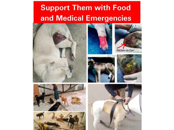 Need Funds to Feed and treat injured Stray Animals of India