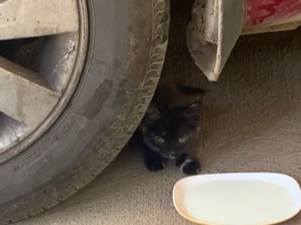 Help Puchu and family find a forever home