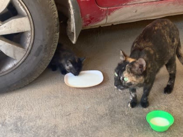 Help Puchu and family find a forever home