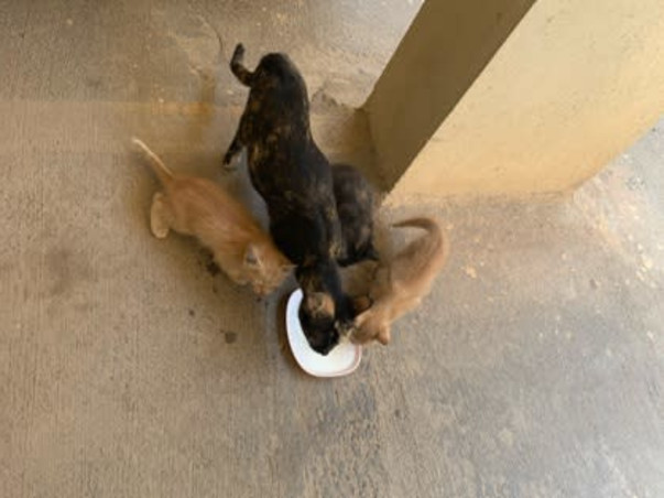 Help Puchu and family find a forever home