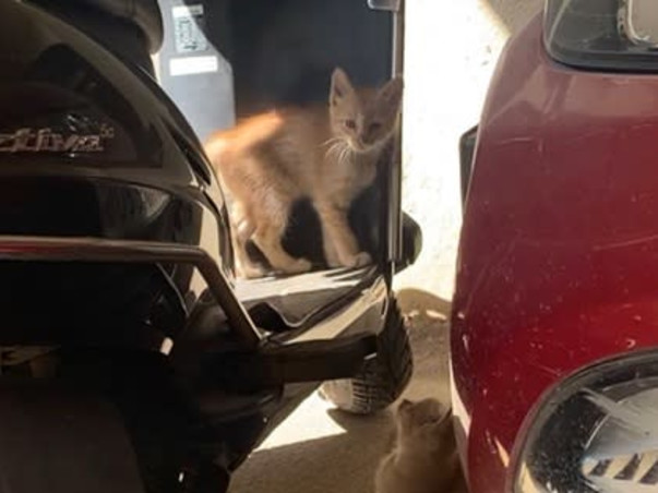 Help Puchu and family find a forever home
