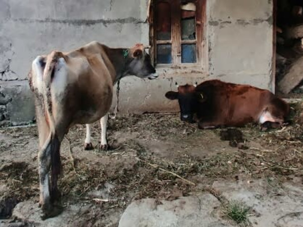 Help Arjun Uncle Build His Home