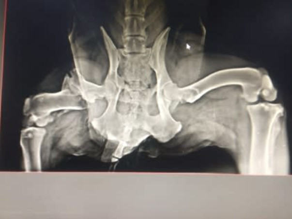 Help monty to get back on her limb