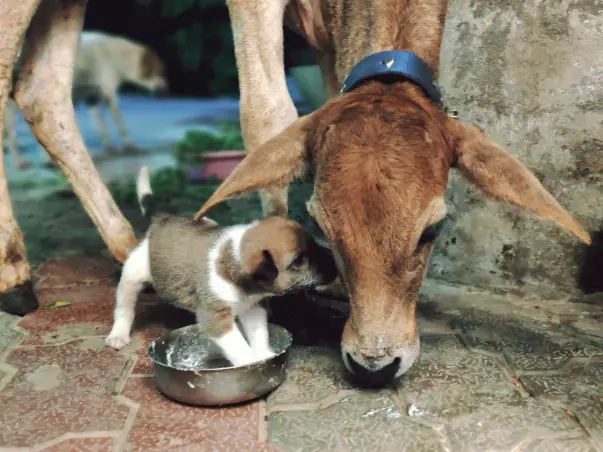 Help us to build a shelter for animals