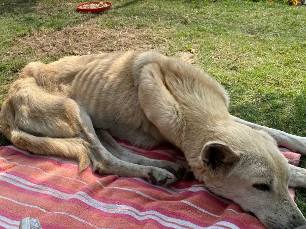 Help An Indian Breed Dog Recover From Chronic Kidney Disease