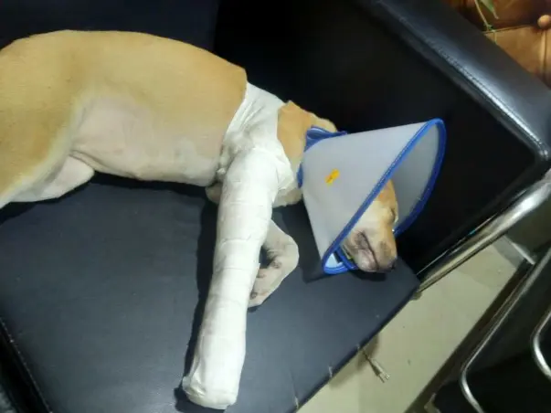 Help Moti (Female Puppy) for Survival: Broken Leg