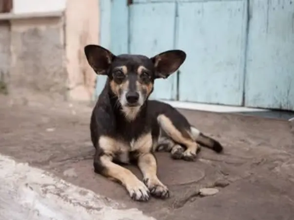 Help And Support For Stray Dogs