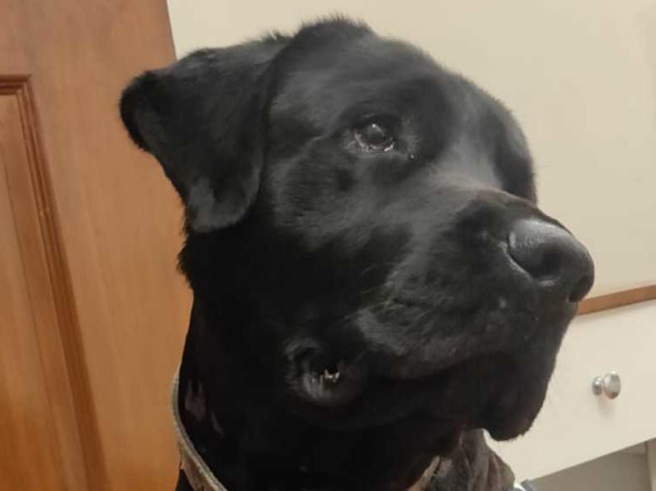 Help Bagheera Rehabilitate From Trauma and settle in a forever home
