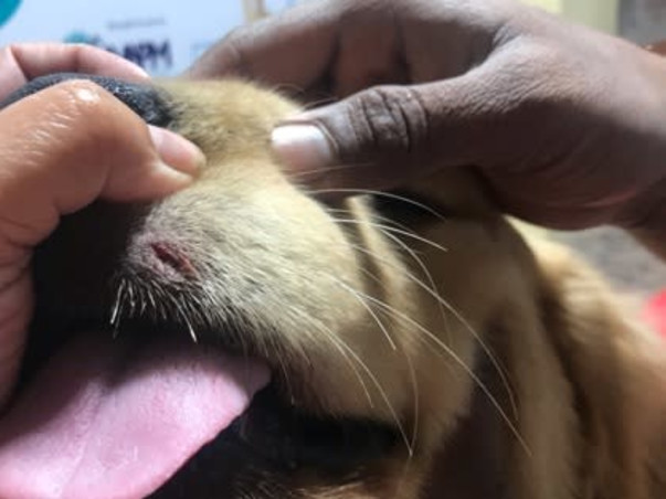 Help Bagheera Rehabilitate From Trauma and settle in a forever home