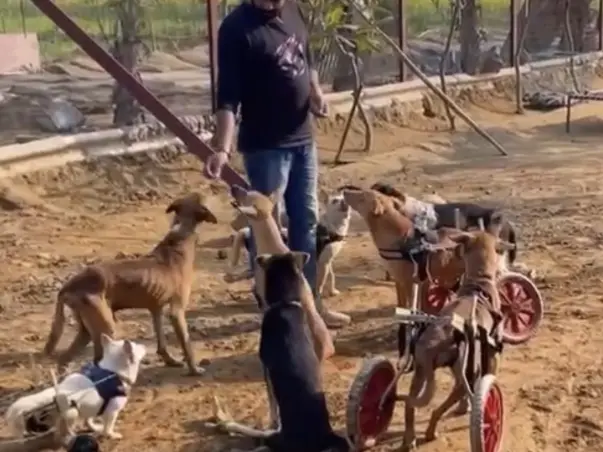 Help Paralysed Animals For Wheelchair And Shelter