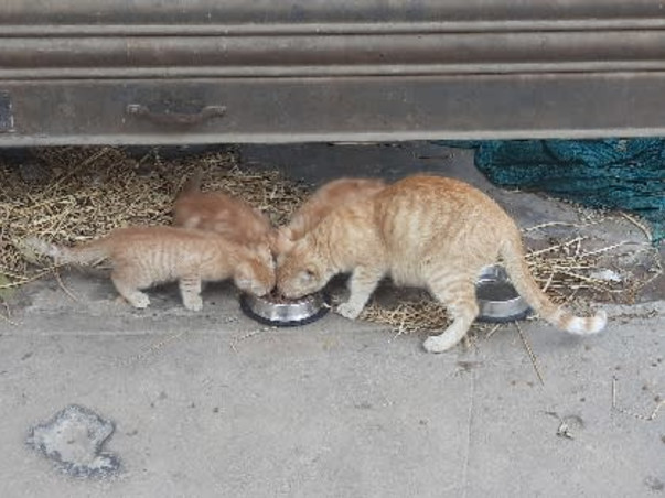 Help me feed stray cats/kittens and keep them safe