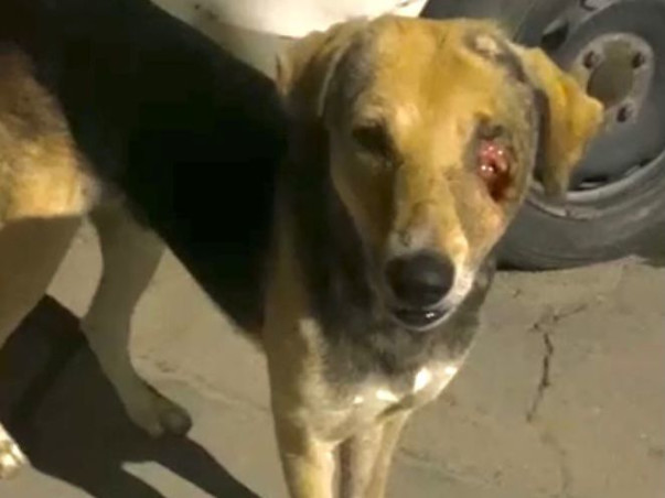 Help rescued animals of PFA