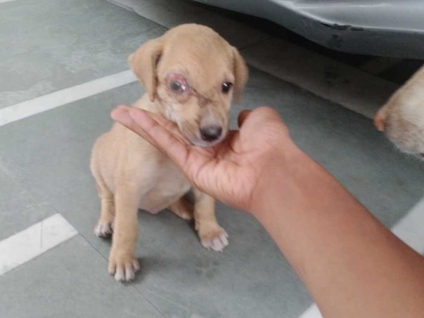 Help rescued animals of PFA