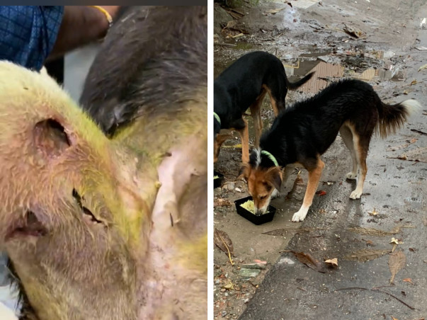 Help rescued animals of PFA