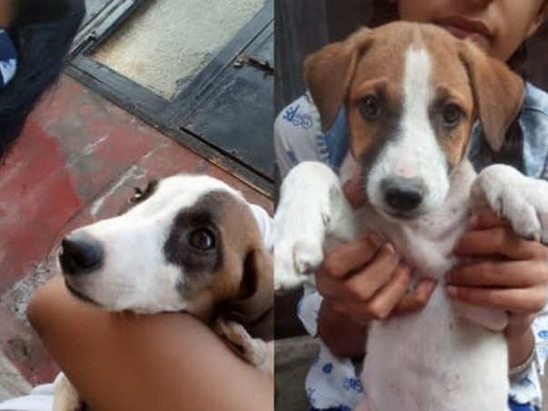 Help Furry Babies To Recover