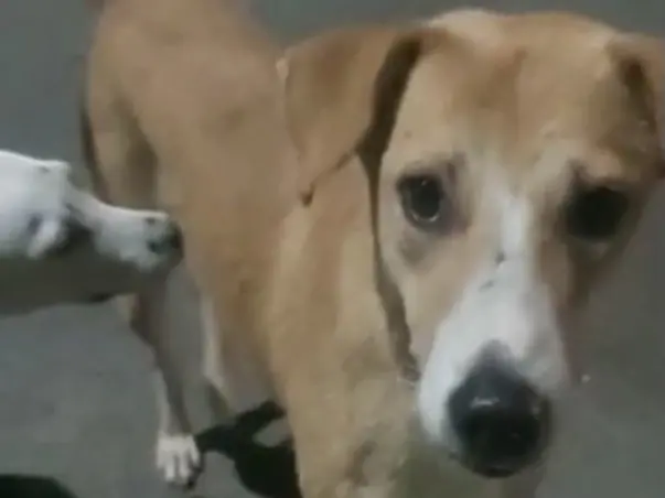 Chintu needs your help to save his broken leg