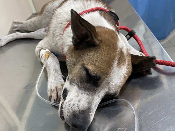 Help Raju, a street dog, recover from broken hip after being beaten