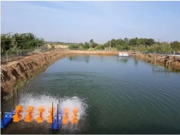 Help Me In Starting A Business In Prawn Farming