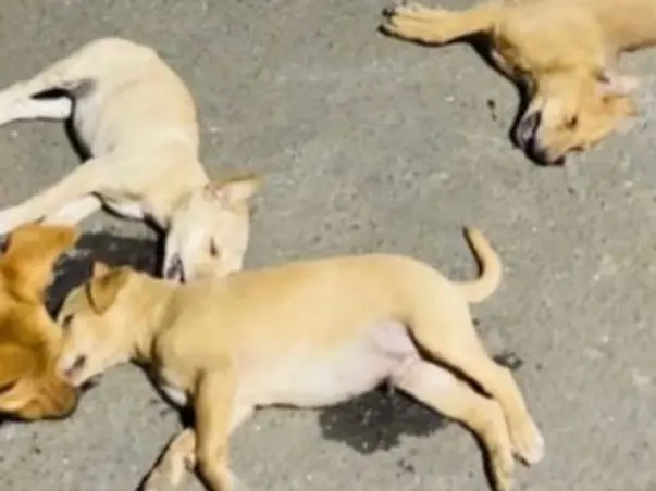 Vasai's Animal Relief